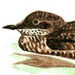 Азиатский Длинноклювый Пыжик / Brachyramphus Marmoratus