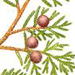Можжевельник Вонючий / Juniperus Foetidissima