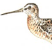 Азиатский Бекасовидный Веретенник / Limnodromus Semipalmatus
